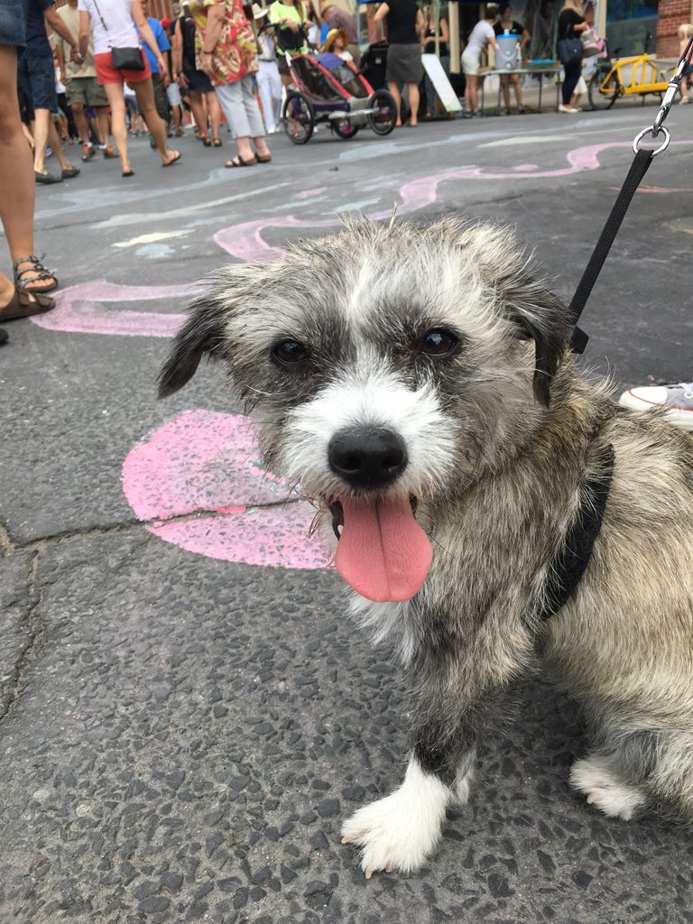 SarahDeeth's tweet photo. This is Rizzo, a very good pupper who has come down for walkies and boops at @PTBOPulse today. Officials estimate that up to 10,000 people will filter through the downtown core during the event. https://t.co/5t7BkBVp0j