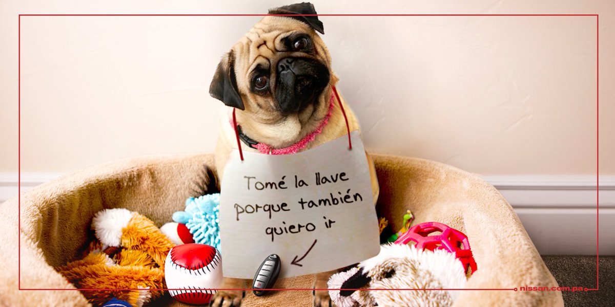 A pesar de todo, siempre los amaremos. ¿Cuál es la mayor travesura que tu perrito ha hecho? #DíaMundialDelPerro