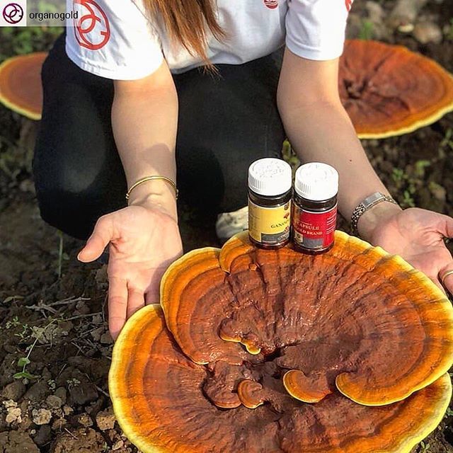 OGpilipinas's tweet photo. From farm to cap
#Ganoderma #incentivetrip #OGAsia #organogold #love #Organic #TasteTheGold #WeAreOrgano
#Repost from @organogold with @regram.app https://t.co/diFTJKsPdo https://t.co/oyr6pi2X5E