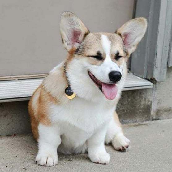 PBandCorg's tweet photo. Marshmallow stumps  #corgisofinstagram #corgicommunity #corglife #corgination #corgi #corgipuppy #corgiaddict #corgbutt #puppy #pembrokewelsh #pembroke #dog #dogsofinstagram  #dailycorgi #corgidaily #welshcorgi  #corgisgonnacorg #corgilove #love #cute #ilovemycorgi #buzzfeed… https://t.co/zyndJ9ISiU