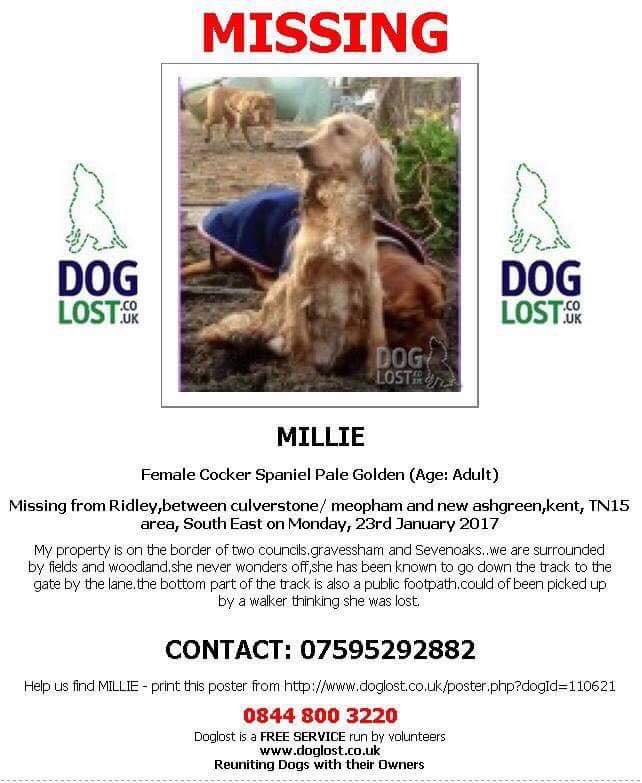 gelert01's tweet photo. #AWOLMillie Still missing
💔Millie missing 22/01/2018 Ripley Meopham Kent N15 area💔
👀Have you seen MILLIE?👀
Do U Know anyone that has acquired a dog like Millie?
💔Owner is devasted and wants her furbaby back💔
🐦RT to help Millie come home!🐦
#Ripley #Meopham #Kent #N15 https://t.co/zUMRBreVdl