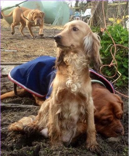 gelert01's tweet photo. #AWOLMillie Still missing
💔Millie missing 22/01/2018 Ripley Meopham Kent N15 area💔
👀Have you seen MILLIE?👀
Do U Know anyone that has acquired a dog like Millie?
💔Owner is devasted and wants her furbaby back💔
🐦RT to help Millie come home!🐦
#Ripley #Meopham #Kent #N15 https://t.co/YnhZ1c4dXk