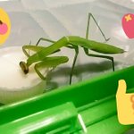 カマキリの生き餌が取れなかったら、まさかのアレを与えると…!