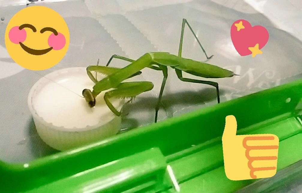 カマキリの生き餌が取れなかったら、まさかのアレを与えると…！