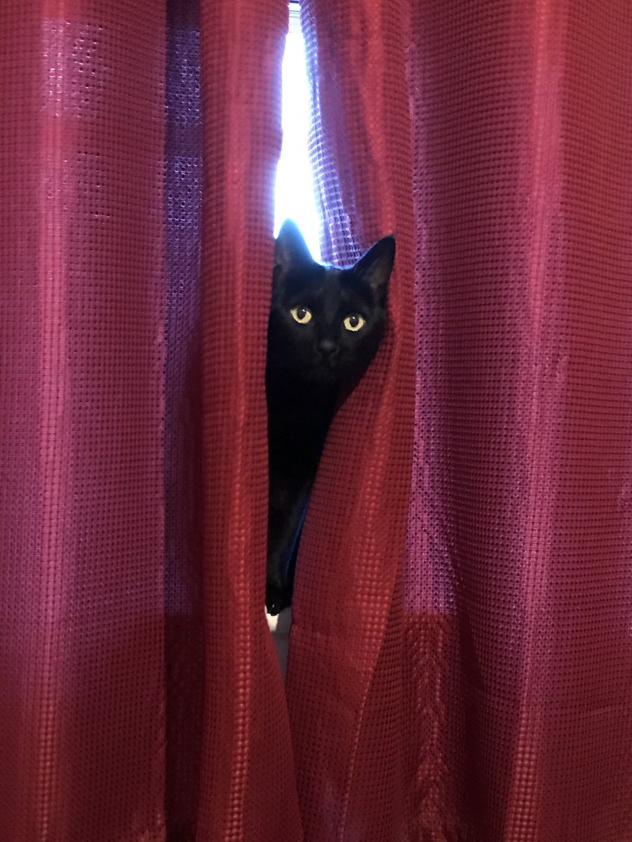 Paniniandbob's tweet photo. Penny checking who’s in the audience before her performance of #Cats

#cat #meow #CatsofTwitter #Caturday https://t.co/lHMQalo278
