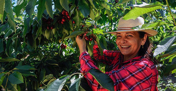 KnowBuzz's tweet image. It is important to protect the cherry fruit from mold 
Better Cherries
share.rocks/cherrygrow-en
| Anzeige