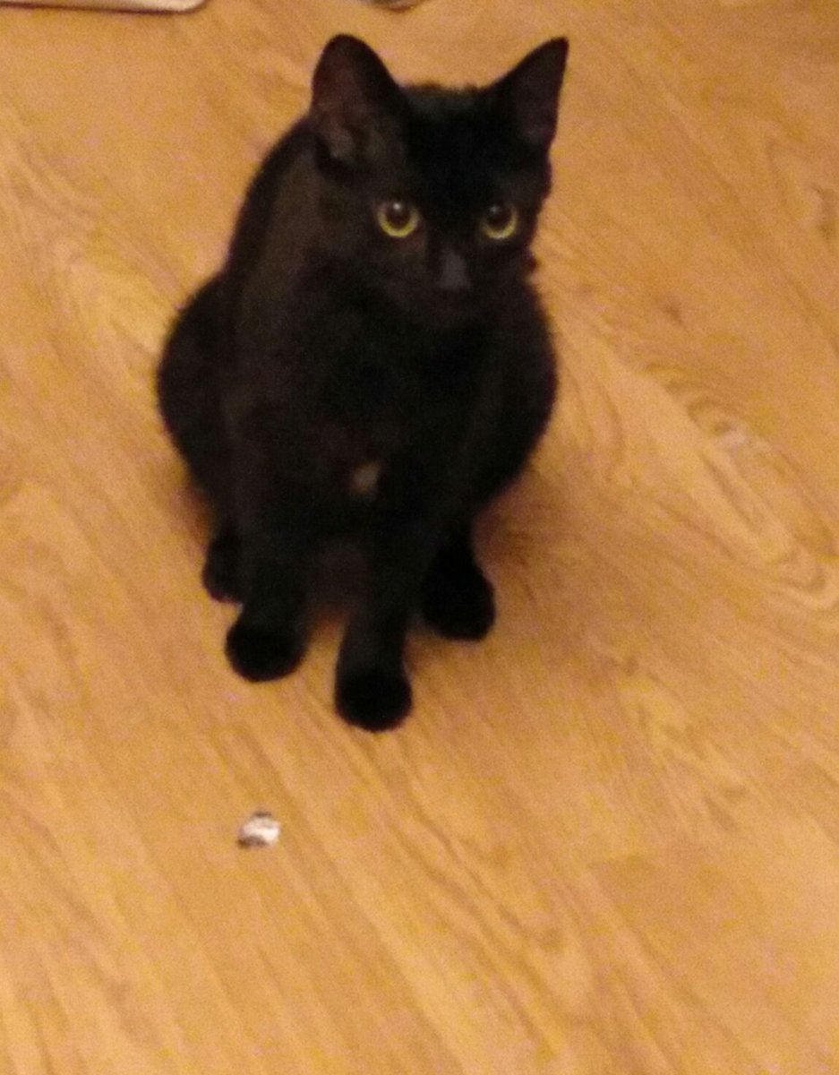 MrKiteATM's tweet photo. A ver señores, hemos encontrado a esta gatita abandonada. En mi casa no nos podemos hacer cargo de ella y busco a ver si alguien puede darle una segunda oportunidad. Agradezco si lo difundís un poco. MD y cuento más a los interesados. https://t.co/r9RL4ZXUiM