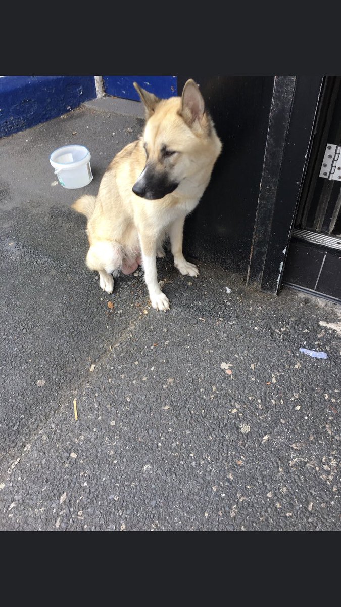 JordyCarswell's tweet photo. This lovely doggy has been found on St Albans road in St Annes, please can everyone share this so we can find the owner, if you recognise or are the owner please message me https://t.co/ddndlu33KR