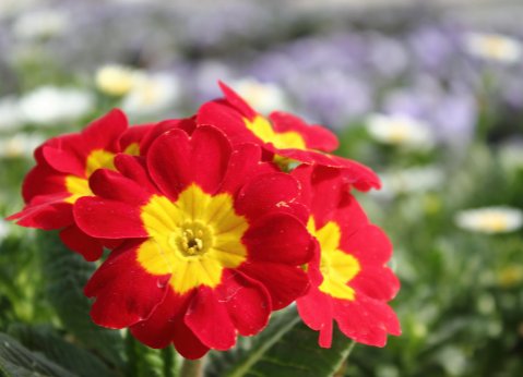 切ない花言葉 Twitterren プリムラ 花言葉は 青春のはじまりと悲しみ この花言葉は寒いころに咲きだし 夏を待ちながらそれに逢わずに死んでしまうことに由来するともいわれています