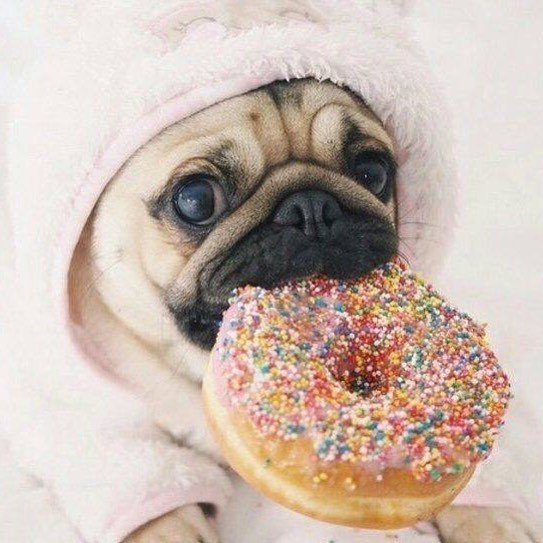 DOUBLEAGENTUSA's tweet photo. I woke dog like this 💅🏼 Tag your dog lover friend 🐶
#diadelperro #diamundialdelperro #cuatropatas #doglover #pug #cutedogs #mascot #felizfinde #findesemana https://t.co/Rw6FwK82iJ https://t.co/A9AA9RloFm