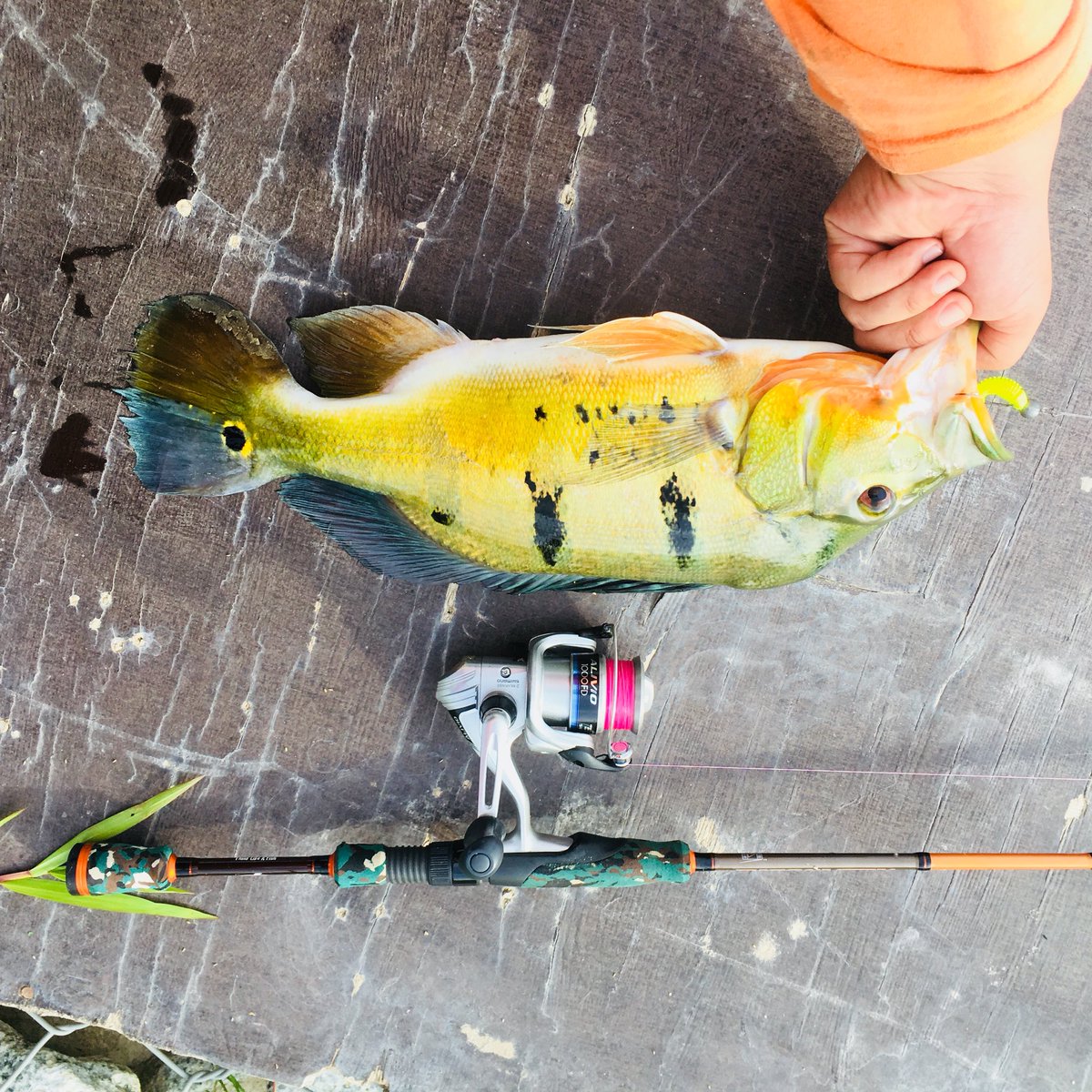 iwanbogea's tweet photo. Setelah sekian lama stop casting. Hari ni di berikan rezeki.
#Handmadesp
#ultralightangler https://t.co/vYMbeV08Vu