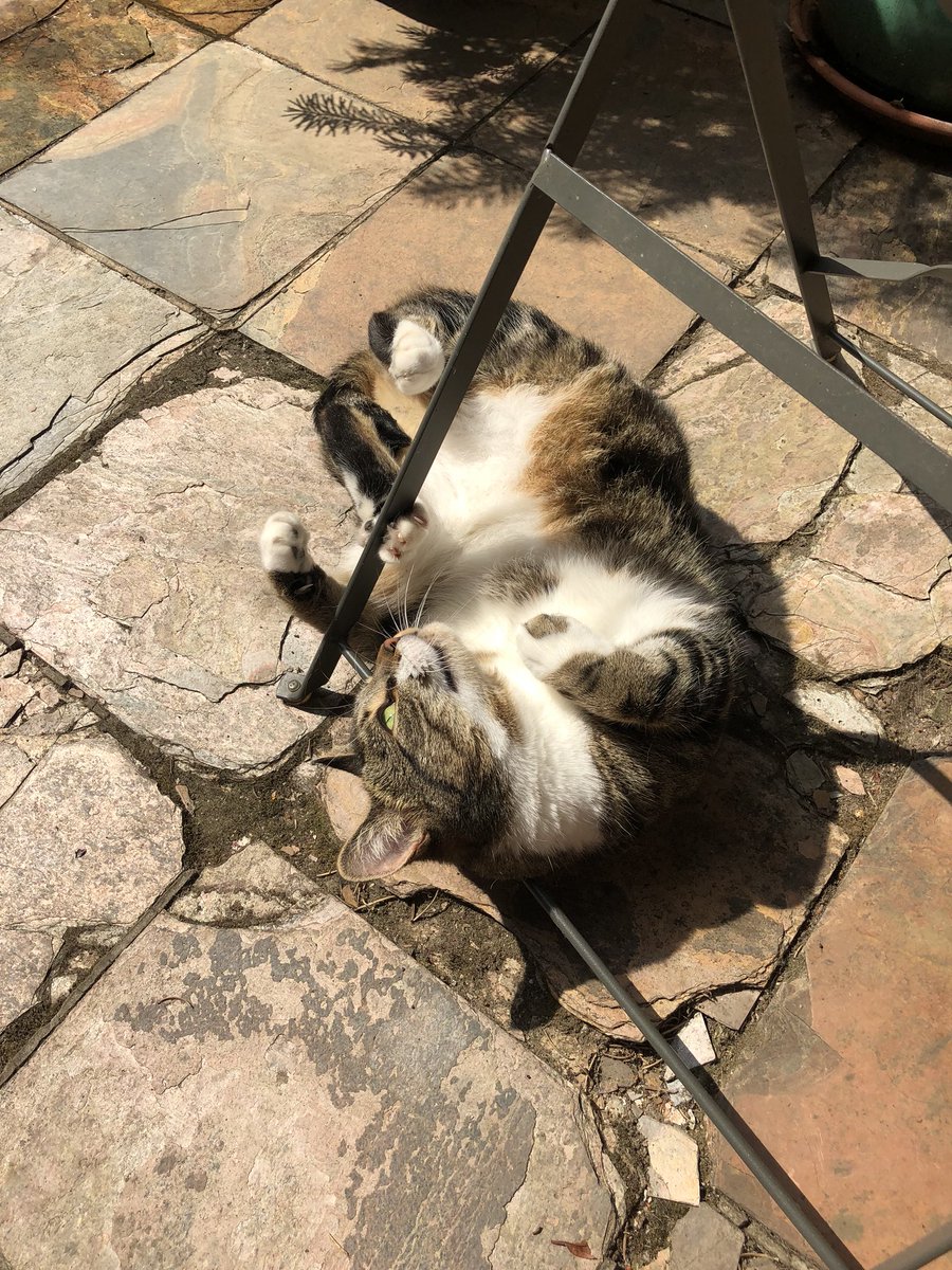 migummog's tweet photo. Hi furpals! Sorry I have been less chatting recently - Mum has been rubbish! I am enjoying a roll in the sun this #Caturday #sunshinecat #CatsOfTwitter https://t.co/sU6pidg36H