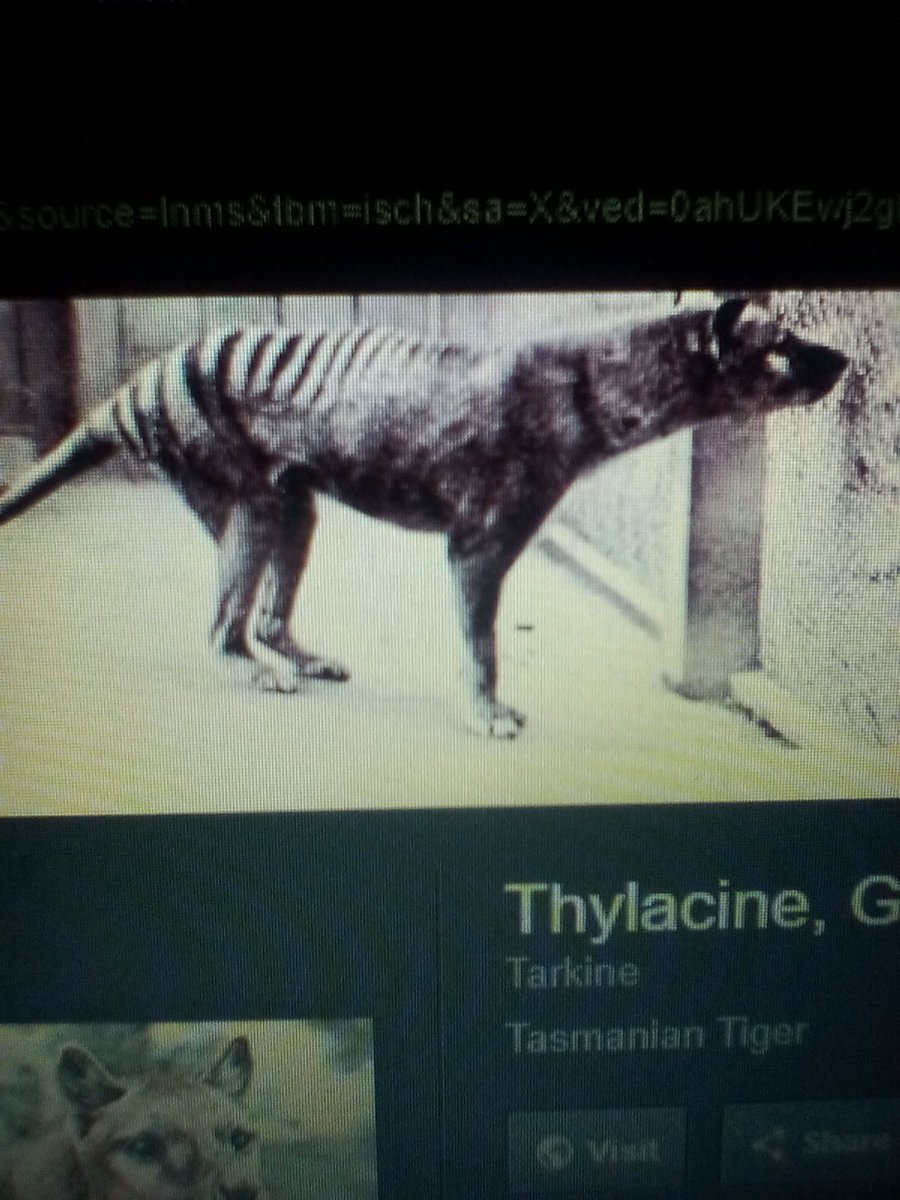 TThylacine's tweet photo. https://t.co/nxJp771wQw