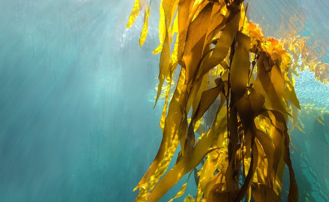 getsundaily's tweet image. Could This Be the Secret to Reef-Friendly Sunscreen? ow.ly/wH7830l3iPM #naturalsunprotection #sunsafety #getsudots