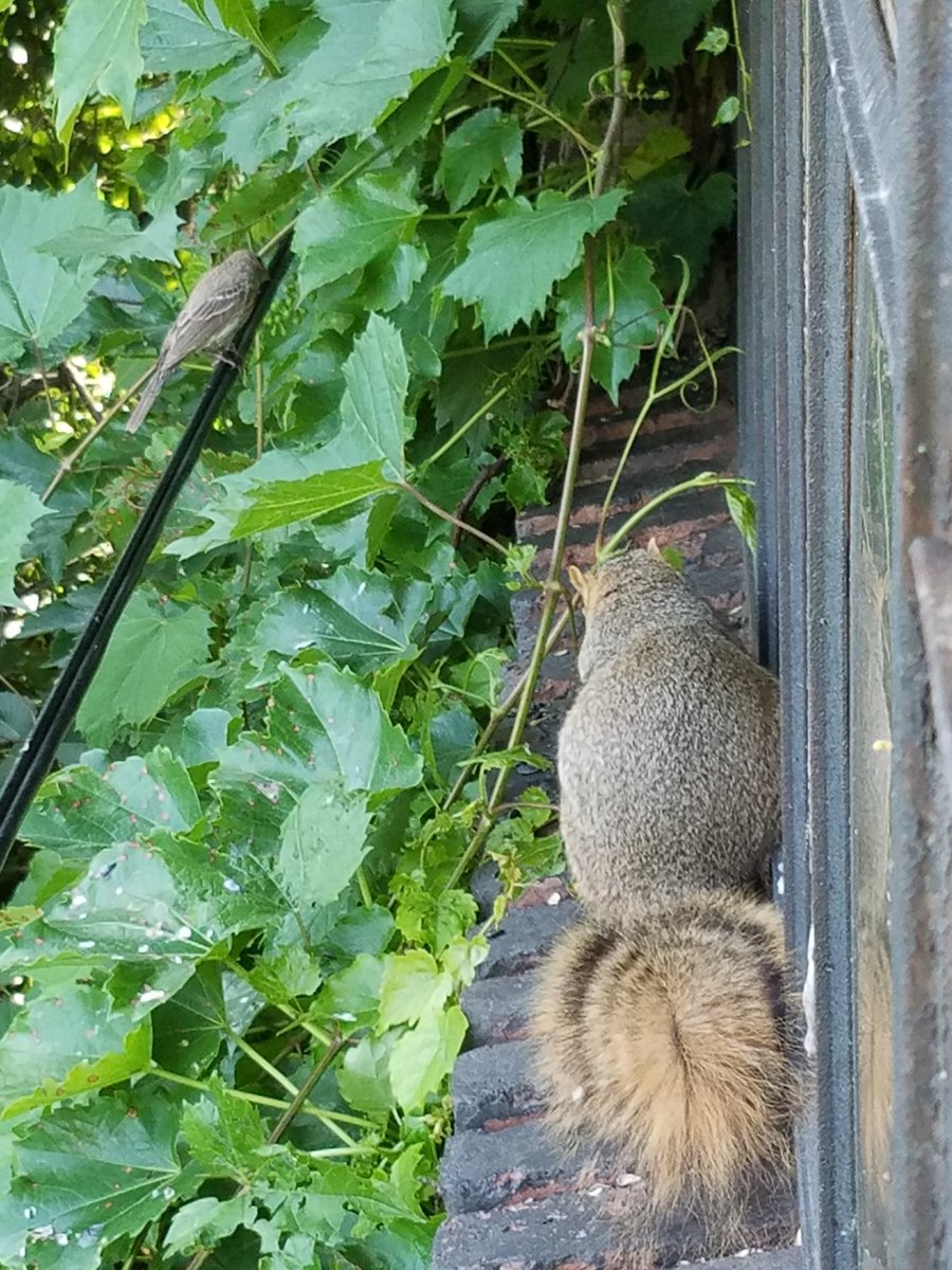 viewfrommyoffic's tweet image. Daily Squirrel @cakikeith @dwshellby @rona65 @TheGreatTurbana @lindachilders1 @47young1 (and a sparrow) 😃