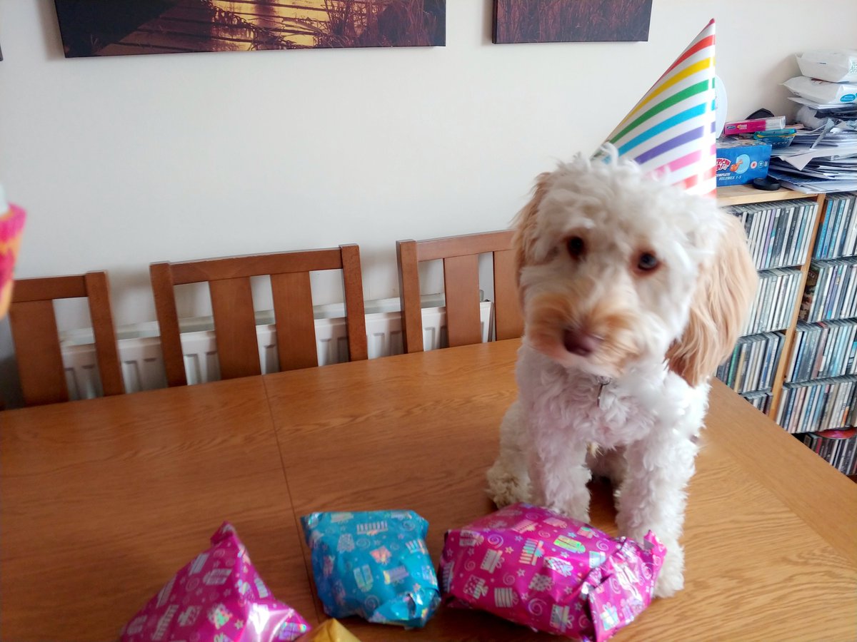 cockapoo birthday