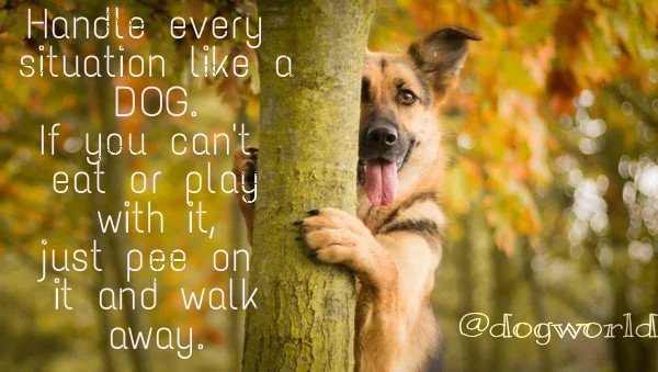 doggworlds's tweet photo. Handle every situation like a DoG
If you can't eat or play with it,
Just pee on it and walk away https://t.co/tvmZYpZpdT