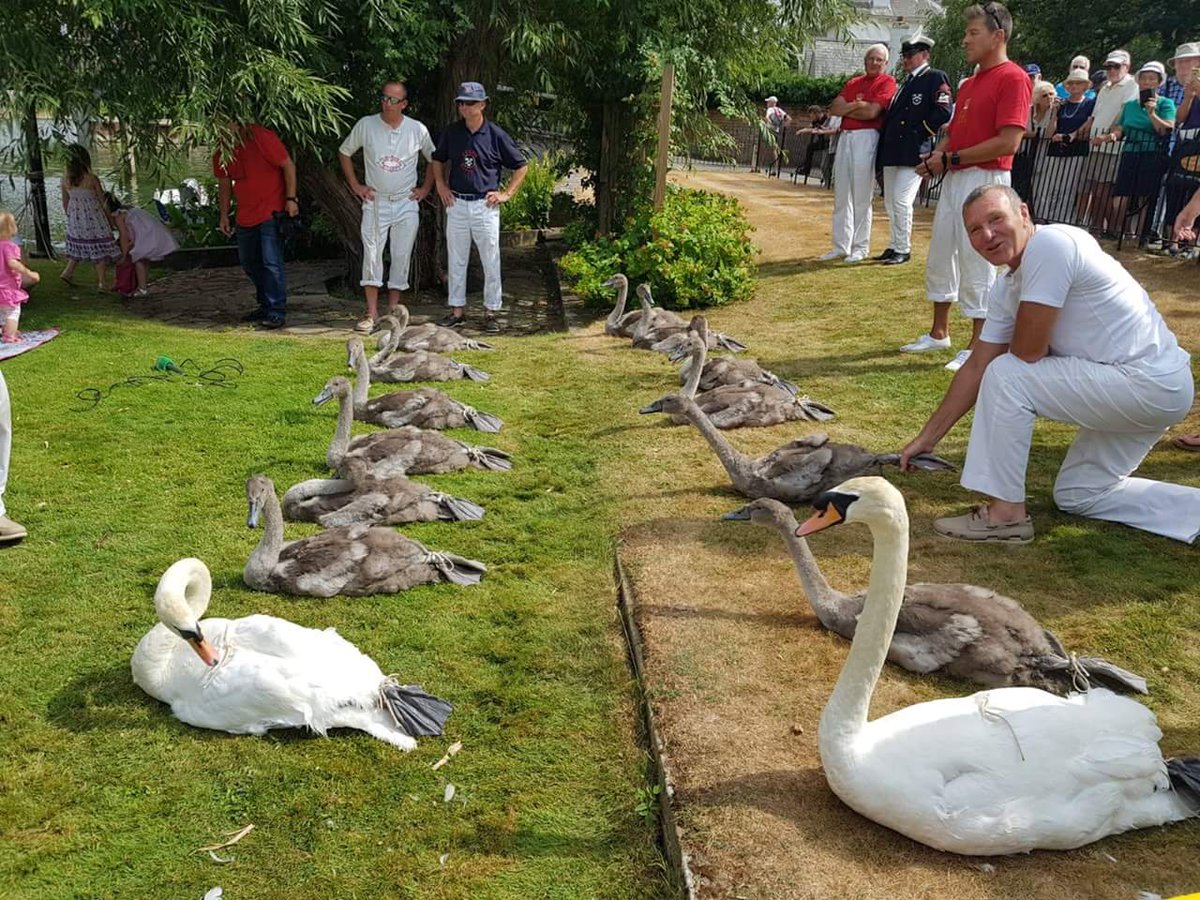 swan_support's tweet photo. During this year's #SwanUpping, we've been monitoring this family at #MarshLock in #Henley. This is the biggest brood we have seen in many years of #SwanUpping. The family originally had eight #cygnets, but adopted four from above the lock.
@henleystandard https://t.co/Lc8TYnxGhG