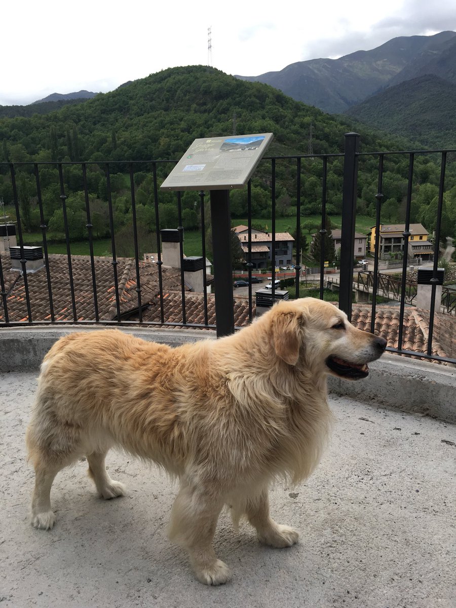 ignasi_duran's tweet photo. Yo tengo a los mejores, Duc y Lana #DiaDelPerro #diainternacionaldelperro #perros #mascotas #pets #gos #diadelgos #GoldenRetriever #diainternacionaldelgos #friends #estiu #Vilaller #AltaRibagorça #Pirineu #Pyrenees #Pirineus https://t.co/aYgiR264uA