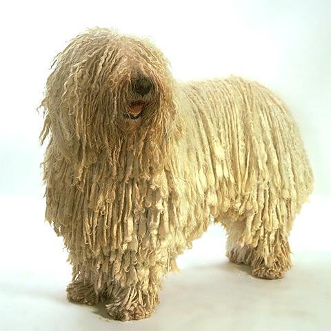 魔王ルシファー در توییتر ピーターパン ダーリング家 の飼い犬 ナナ が ハンガリー産の護畜用犬種 コモンドール にしか見えなかった 延いては イギリス の黒妖犬 ヘアリージャック 魔獣 ヘアリージャック オレサマ 魔獣 ヘアリー