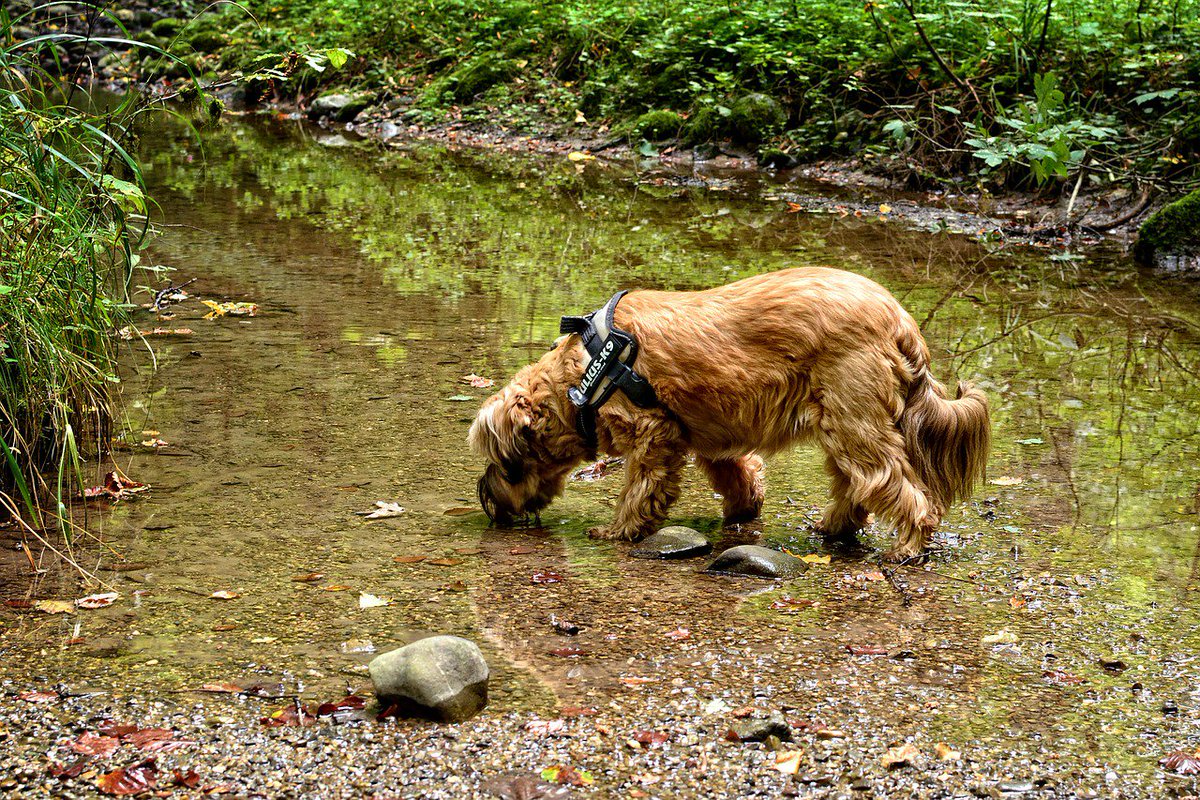BritishVets's tweet photo. Blue green algae can be highly toxic for dogs. With an increase in cases of toxic algal blooms in water bodies across the UK this summer, read our top tips for keeping your pets safe #petadvice https://t.co/dsysjrL95S https://t.co/YmWQQGkD0H