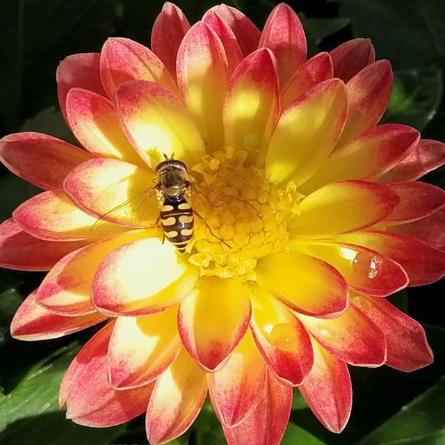 Innrømmer ærlig at det ikke var vepsen jeg håpet å rekruttere ved å plante pollinatorvennlige blomster på balkongen... #nabolagshager #veps #summendehager ift.tt/2JIXE3g