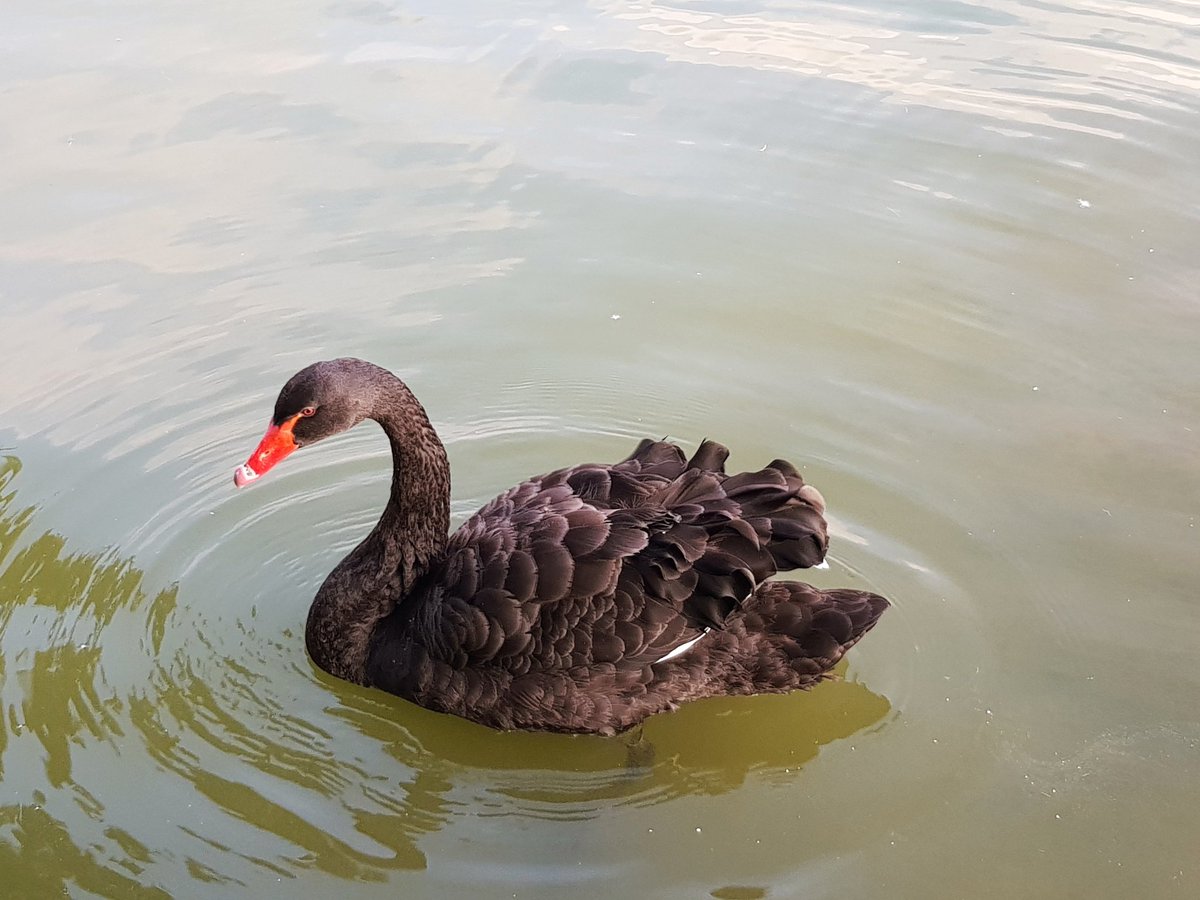 anca_dmtrch's tweet photo. Had a lovely week at #TMLSS 💙 also I thought it was quite fitting to have the closing dinner in the company of black swans - beware the sampling error in your statistical models! 😉 @TMLSS2018 https://t.co/00rsEXFecK