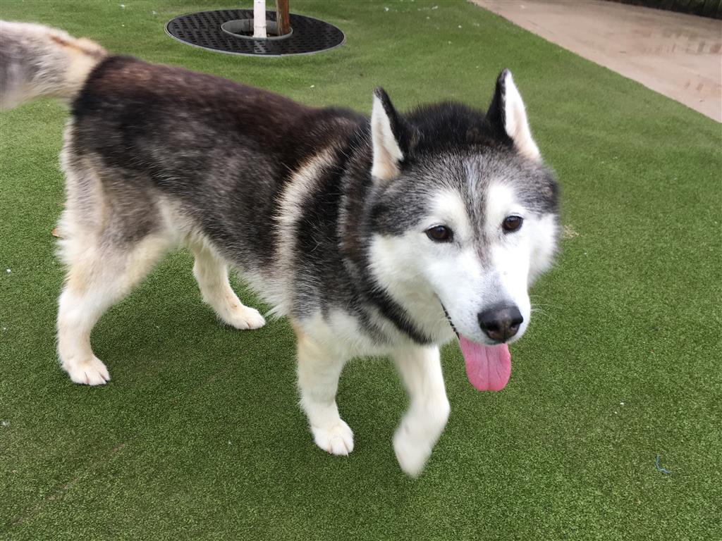DT_MANCHESTER's tweet photo. Miller is a curious boy who's 6yrs old &amp; loves life, cuddles &amp; having a good old brush! https://t.co/THgYzYbdBl
#husky #huskies #huskiesofsocial  #adoptdontshop  #adogisforlife  #rescuedog  #specialsomeone  #dogstrust #dogstrustmanchester #giveadogahome #huskiesforadoption https://t.co/9Ul3zBkysJ