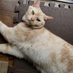 予想外すぎる寝癖w猫の寝癖ってみんなこんなのなの!