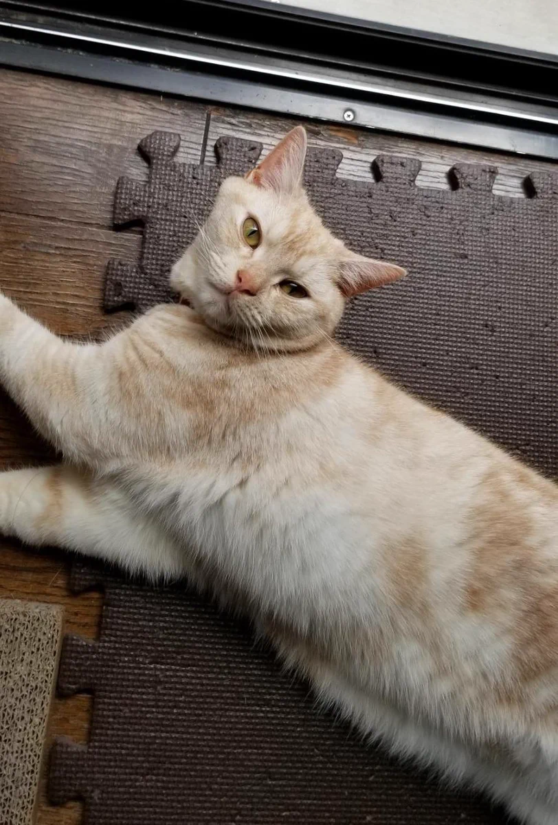 予想外すぎる寝癖w猫の寝癖ってみんなこんなのなのwww