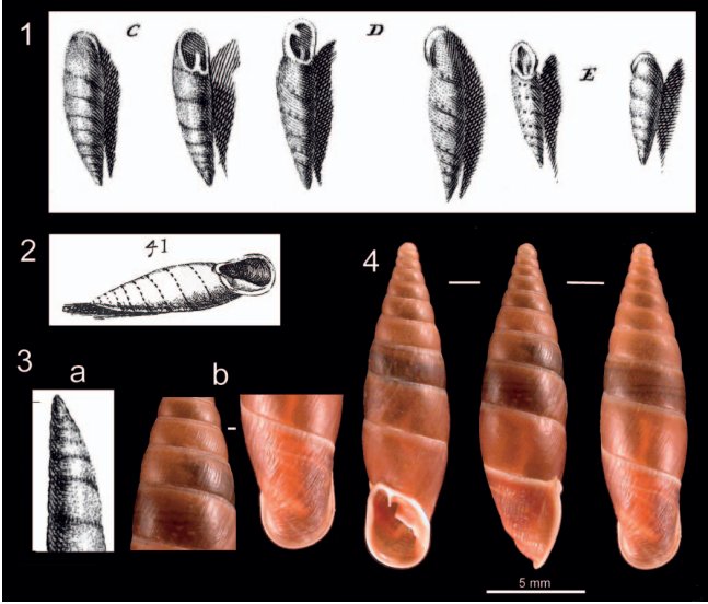 FemoraleShells's tweet photo. "Turbo bidens Linnaeus 1758 (Gastropoda: Clausiliidae) misidentified for 250 years",https://t.co/ABqNUBox6q #landsnail #clausiliid #gastropod #mollusc #taxonomy #neotype https://t.co/oZstveTAXq