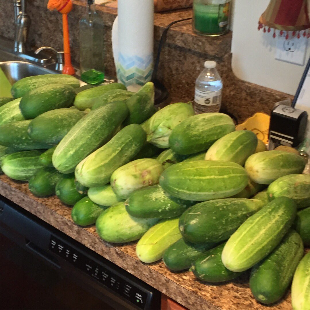 Valor_Ranch_us's tweet photo. Today’s haul of eggs, fruit, and vegetables. https://t.co/V2UabScnII