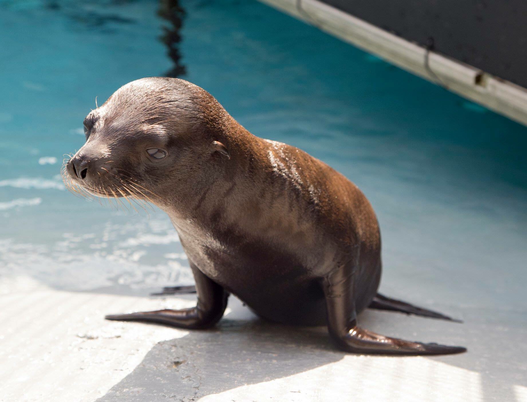 Zooparc De Beauval 1er Plongeon De Kazan Notre Bebe Otarie D Un Mois Dans Son Bassin Exterieur T Co Yisfuzfsjl Twitter