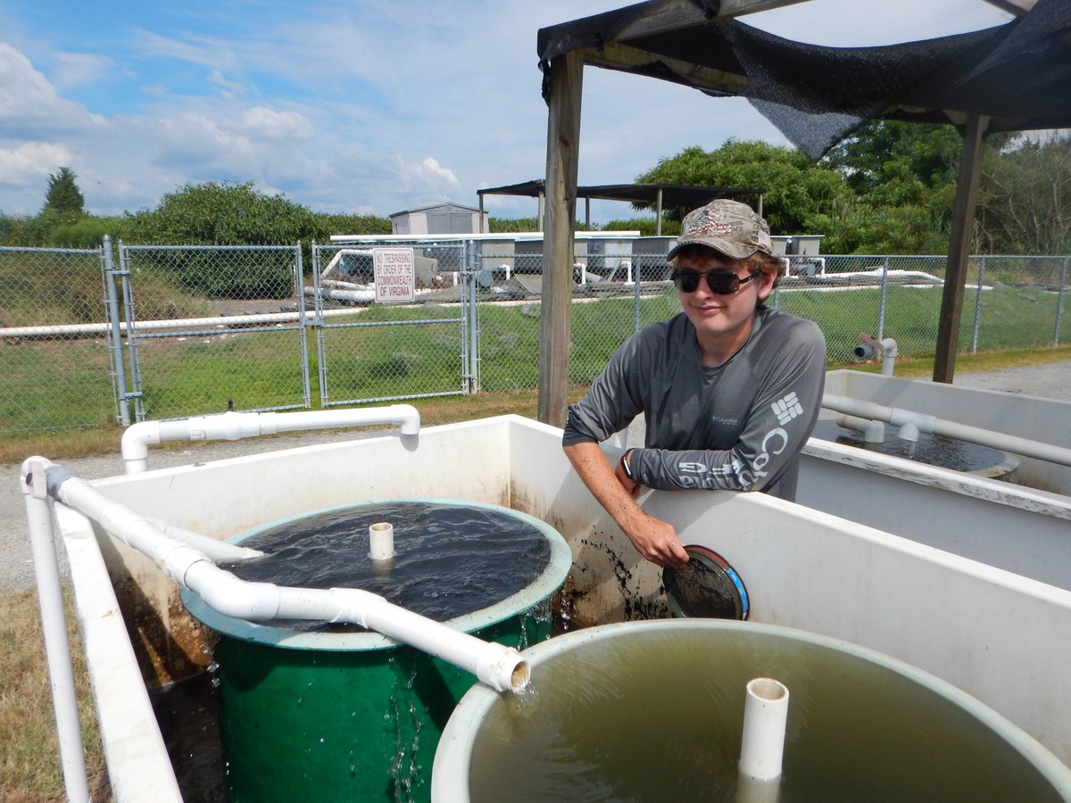 LabSav's tweet image. It was a great week of sieving out detritus from our eelgrass seeds for the upcoming fall 2018 restoration effort! @VIMS_News