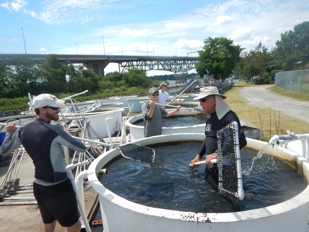 LabSav's tweet image. It was a great week of sieving out detritus from our eelgrass seeds for the upcoming fall 2018 restoration effort! @VIMS_News