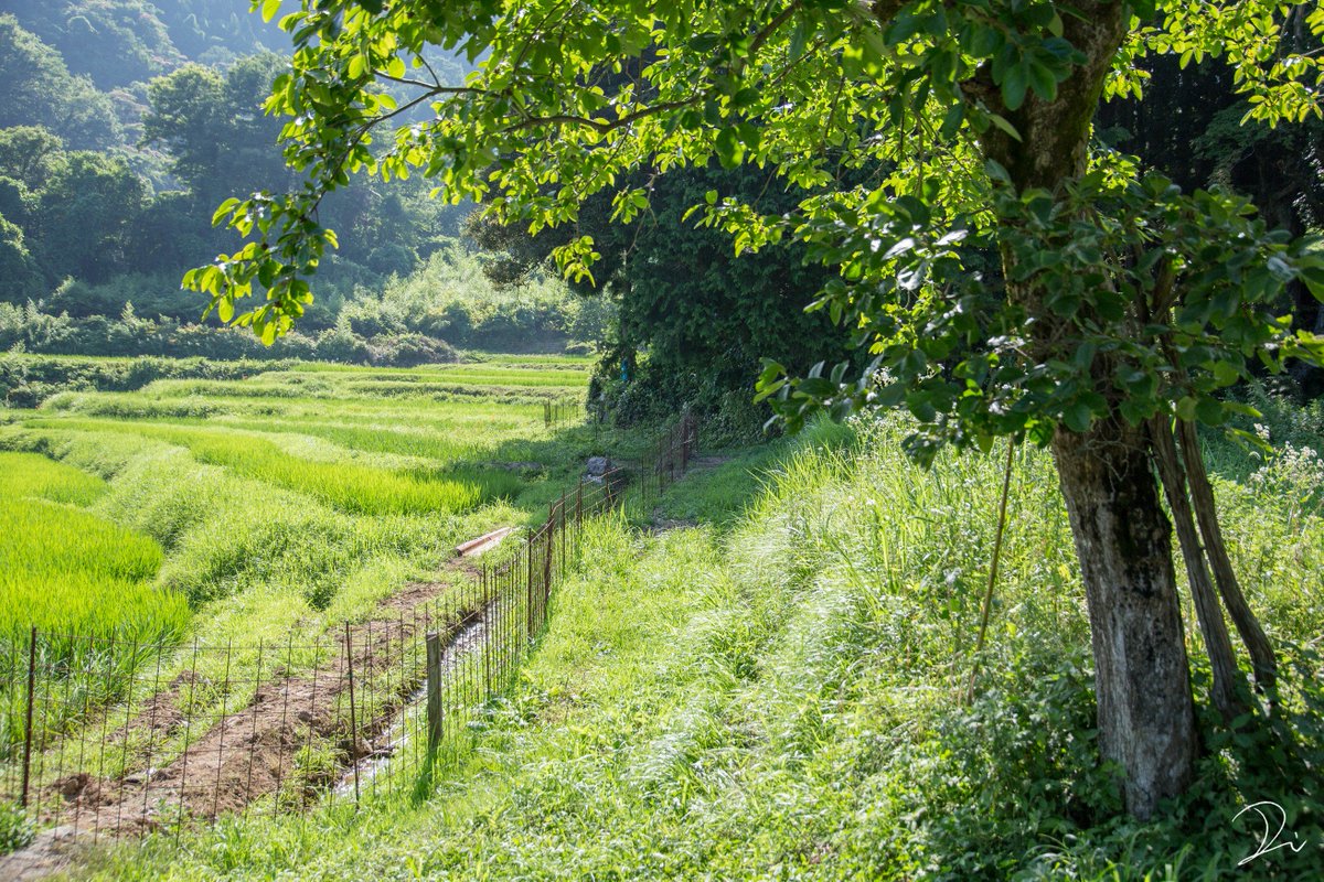 うさだぬ 京都写真 夏の或る日 暑い陽射しと緑の中を歩く 蝉の声 小さな水の音 太陽の匂い 郷愁の景色 ノスタルジックを愛する人へ