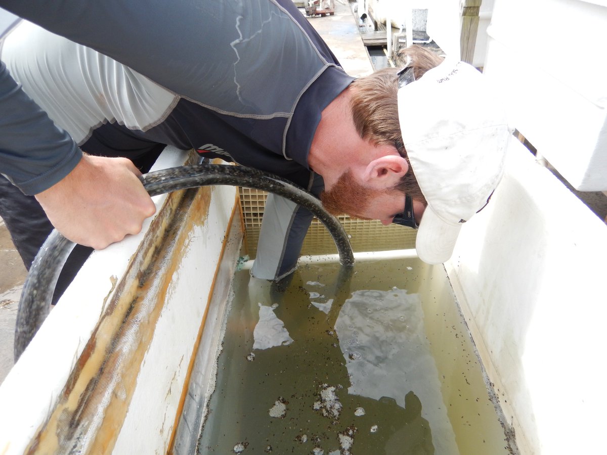 LabSav's tweet image. Once we remove the detritus, we flume and sieve again, then the seeds are stored in environmentally controlled tanks until distribution time. @VIMS_News