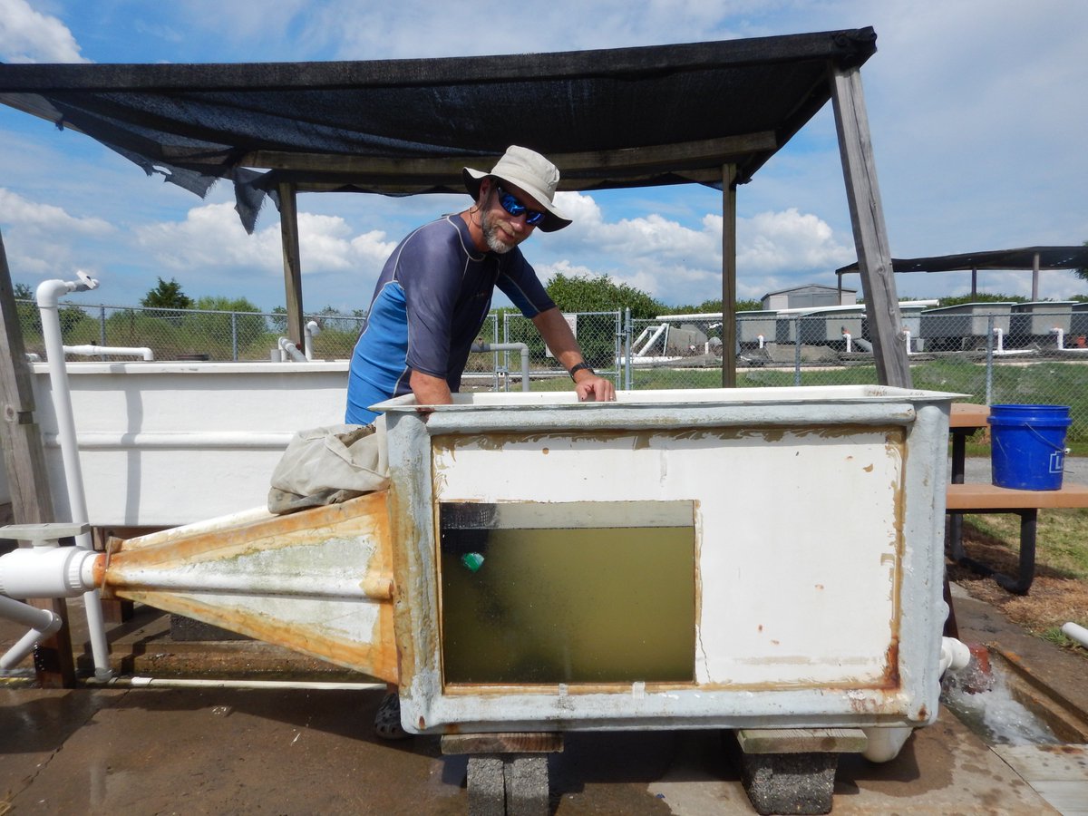 LabSav's tweet image. Once we remove the detritus, we flume and sieve again, then the seeds are stored in environmentally controlled tanks until distribution time. @VIMS_News