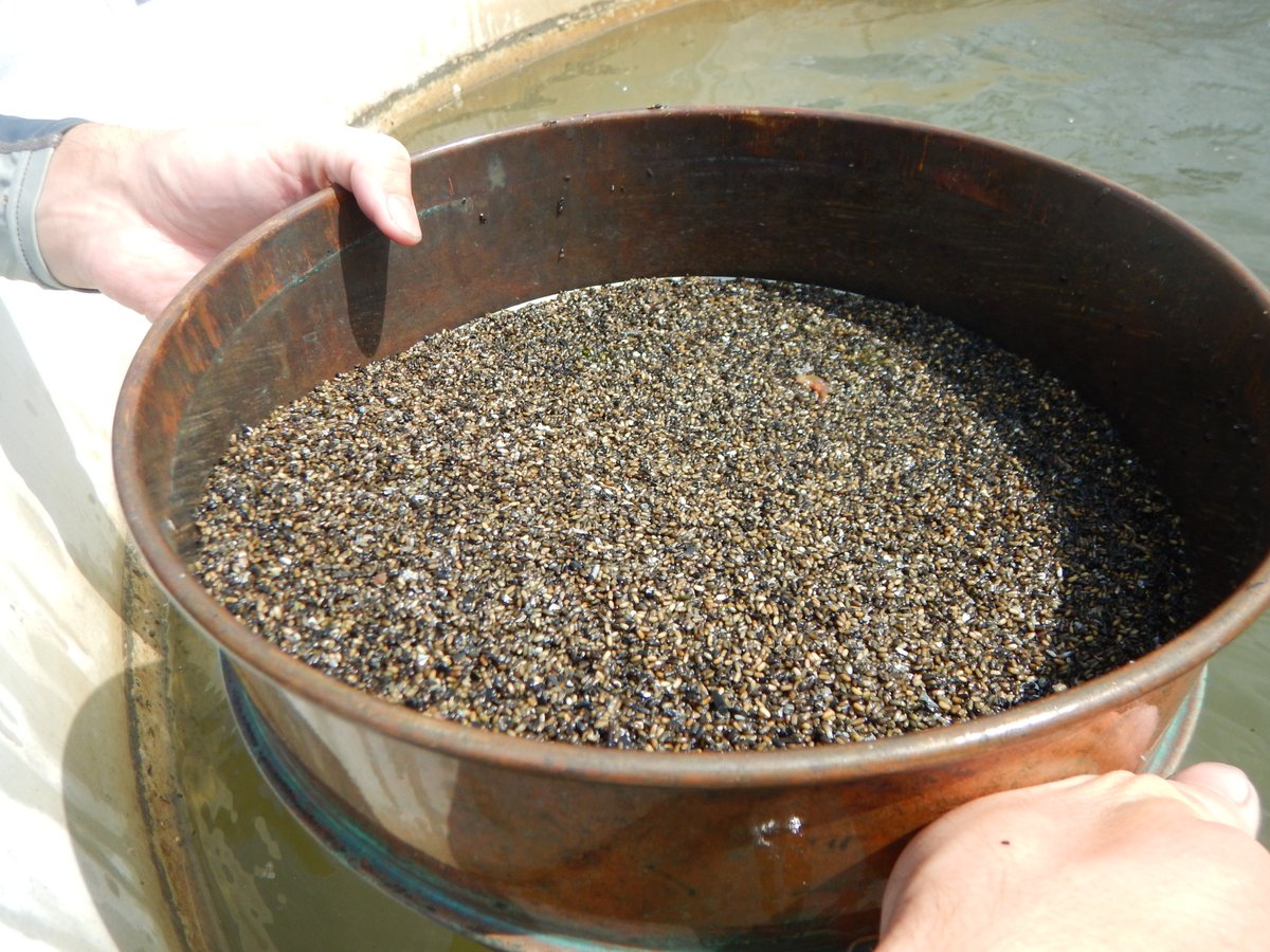 LabSav's tweet image. Once we remove the detritus, we flume and sieve again, then the seeds are stored in environmentally controlled tanks until distribution time. @VIMS_News