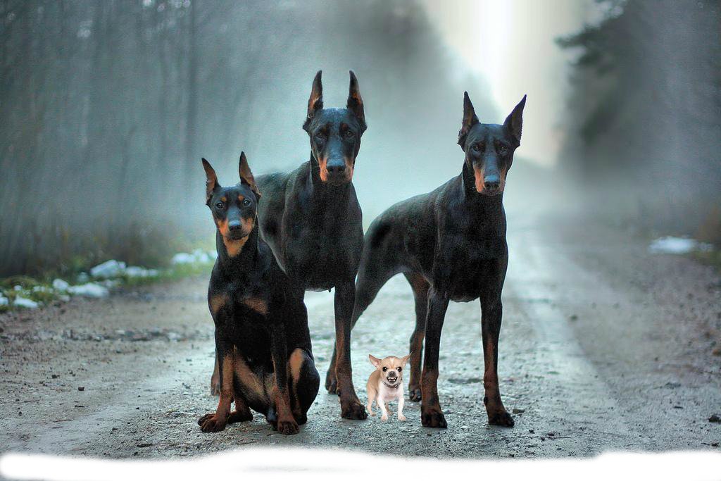 Brothers Photoshoot.
#CrunchyTheDestroyer
Looking to DESTROY someone. 
================
#TheDestroyer #FighterDogs #Pictureoftheday #instafight #FunnyDogs #DogsPortrait #howtomakegoodphoto2018 #Cutepuppys #SaturdayMorning #SaturdayMotivation #satchat #Dogturday #chihuahua #Pets