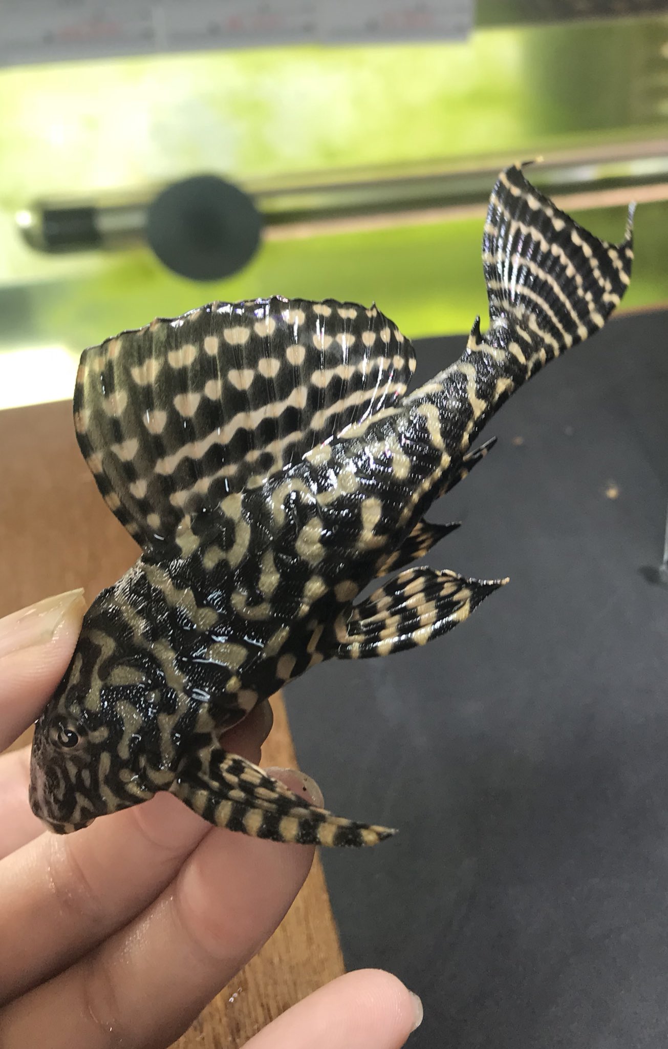 アコヤ本真珠ネックレス N08　6.5～7.0ｍｍ 奉仕品