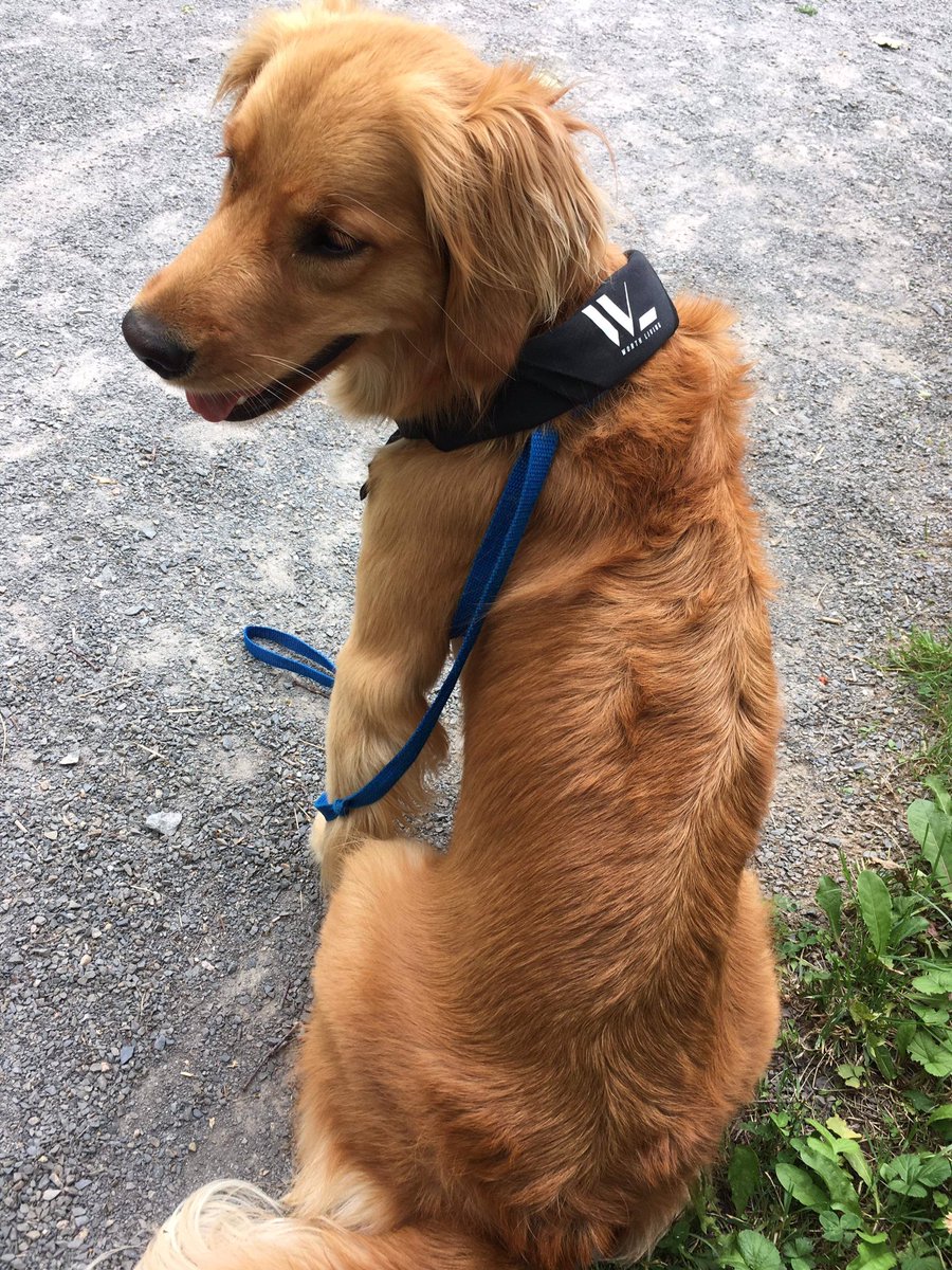 WorthLivingKA's tweet photo. Flurry - the coolest #dog WL Bandanna DM @_borderlinebaby to get your pet a Bandanna #mentalhealth #dogs #servicedogs #summer2018 #festivals @NSSPCA @ZaynahShehraz @jessehrv @GLFwellness @CityModels https://t.co/aThkl11ox3