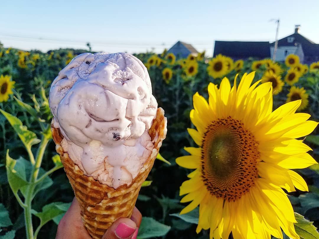 Rhode_Eats's tweet photo. It's our favorite time of year! Sunflowers🌻 for wishes returns to  Buttonwood Farms (July 21 to July 28.)
 
100% of flower sales are being donated directly to @MakeAWishCT ❤? Make the trip and come support a wonderful cause (+ice cream🤤)!

#RhodeEats 
#makeawish
#Connecticut https://t.co/zkvAM83R1f