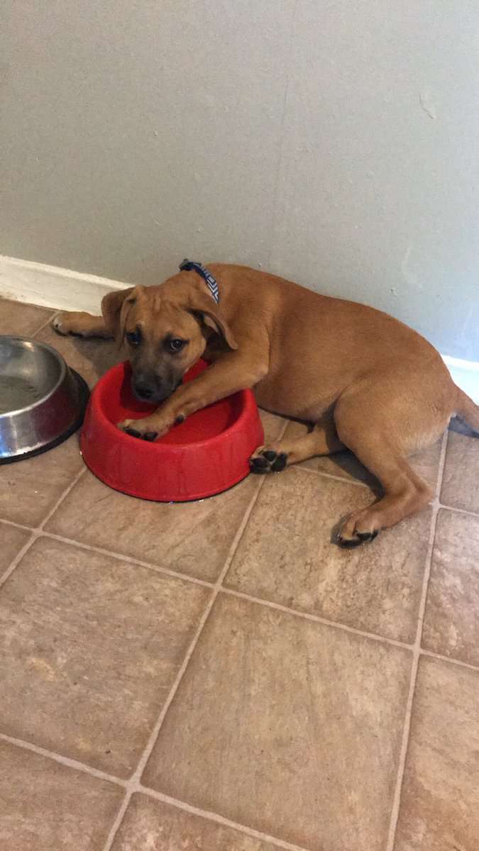 Even the doggos that aren’t always good deserve to come to the winery on Sunday from 6-8! Silent auction, treats, baths, nail trims and more!