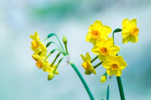 切ない花言葉 イエロースイセン 水に咲く仙人のように美しい花 と言われることから水仙 と呼ばれています 花言葉 は もう一度愛してほしい 私のもとへ帰って 愛に答えて この花言葉は冥王ハーデスとその妻ペルセポネのギリシャ神話が由来となっ 切ない花言葉 イエロースイセン 水に咲く仙人のように美しい花 と言われることから水仙 と呼ばれています 花言葉 は もう一度愛してほしい 私のもとへ帰って 愛に答えて この花言葉は冥王ハーデスとその妻ペルセポネのギリシャ神話が由来となっ