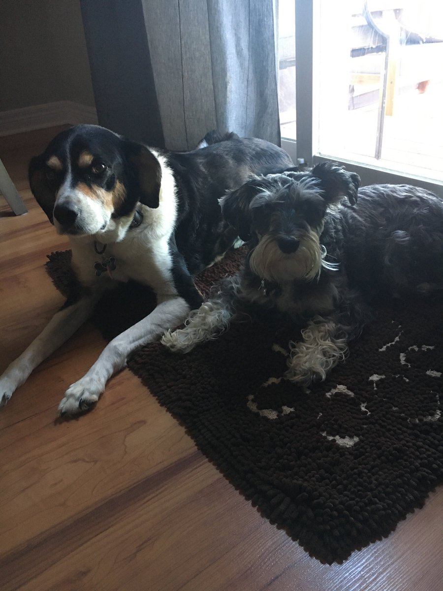 Guelph Humane Society tweet media