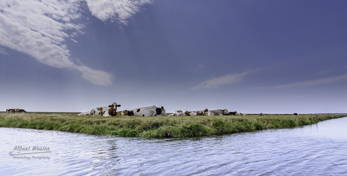 Als je op #Terschelling bent, fiets dan ook eens door de polder! Die is zo prachtig dat ze er zelfs een fietsroute naar vernoemd hebben! #Polderpracht <a href="/PolderPracht/">PolderPracht</a> polderprachtterschelling.nl