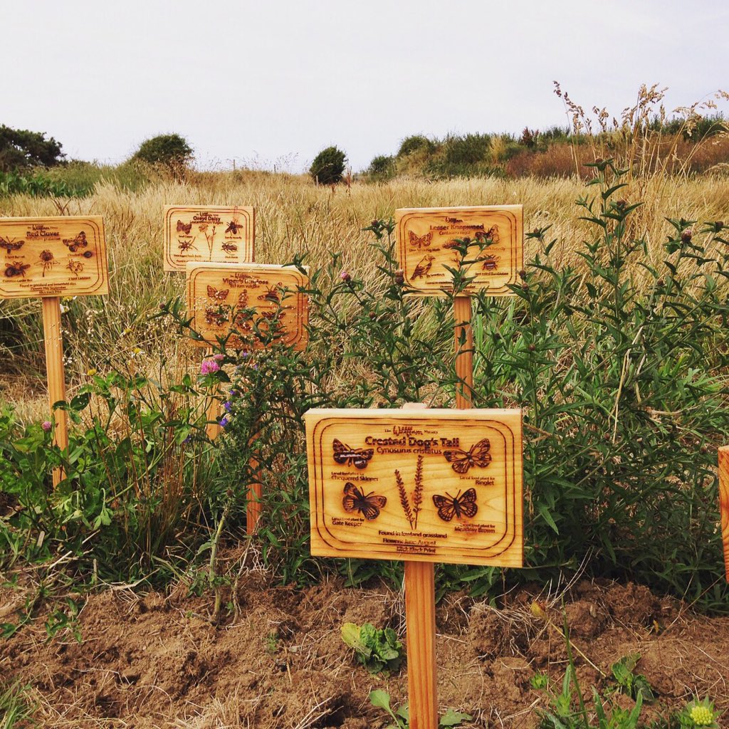WildflowerNurs's tweet photo. Beautiful signs at our mini meadow @thebugfarmUK designed by @KlickKlackPrint using pollinators and birds from their recent pollinator colouring books and wildflower illustrations by #annie brougham #collaboration #wildflowers #pollinators #wildlife https://t.co/pnc00TWDm2