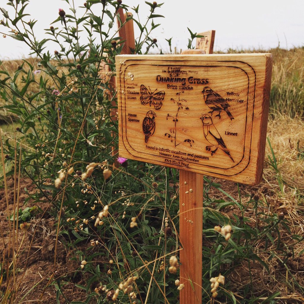 WildflowerNurs's tweet photo. Beautiful signs at our mini meadow @thebugfarmUK designed by @KlickKlackPrint using pollinators and birds from their recent pollinator colouring books and wildflower illustrations by #annie brougham #collaboration #wildflowers #pollinators #wildlife https://t.co/pnc00TWDm2