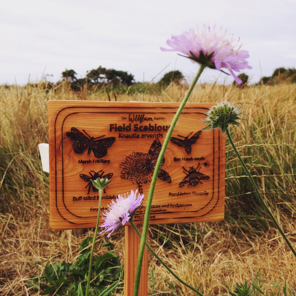 WildflowerNurs's tweet photo. Beautiful signs at our mini meadow @thebugfarmUK designed by @KlickKlackPrint using pollinators and birds from their recent pollinator colouring books and wildflower illustrations by #annie brougham #collaboration #wildflowers #pollinators #wildlife https://t.co/pnc00TWDm2